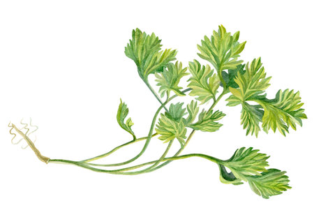 Coriander watercolor drawing isolated on white background. Young coriander leaves, fragrant kitchen herbs, spices for Mediterranean cuisine. Botanical hand drawn illustration.の写真素材