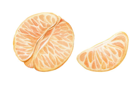 Watercolor set of whole tangerines and slices isolated on a white background. Botanical watercolor illustration of the fruits of Mandarin orange without a peel.Christmas plants. New year's fruit.の写真素材