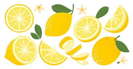 lemon set. Fruits, slices, peel, leaves, flowers.のイラスト素材