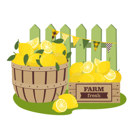 lemon harvest. A lemon basket and a wooden box at the green fence.のイラスト素材