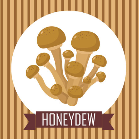 Honey mushrooms  illustrationのイラスト素材