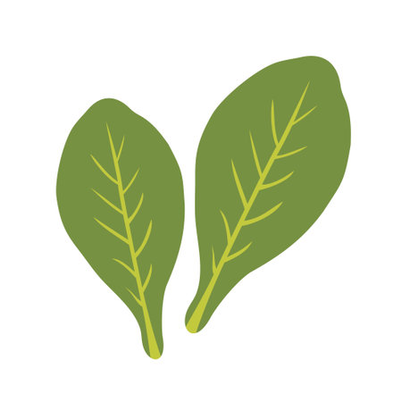 Spinach leaves on a white background. Vector, isolated, flat illustration.のイラスト素材