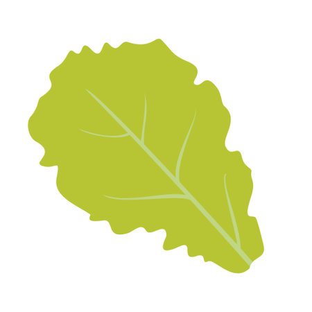 Lettuce leaf on a white background. Vector, isolated, flat illustration.のイラスト素材