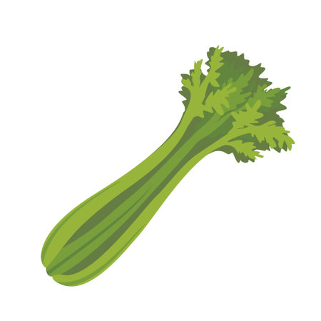 A bunch of green celery. Vector, isolated, flat illustration.のイラスト素材