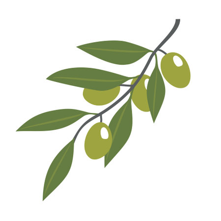 Green olives on a branch. Vector, white background, isolated.のイラスト素材