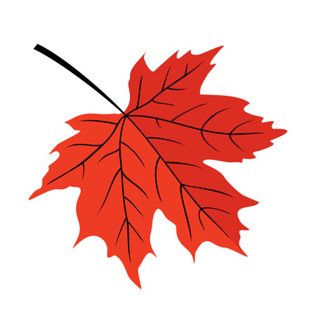 Red maple leaf with streaks. Vector, white background, clipart.のイラスト素材