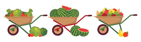 A set of carts for transporting the harvest of fruits and vegetables. Various fruits and vegetables in garden wheelbarrows. Carts with a harvest of pears, apples, watermelons, cabbage and carrots.のイラスト素材