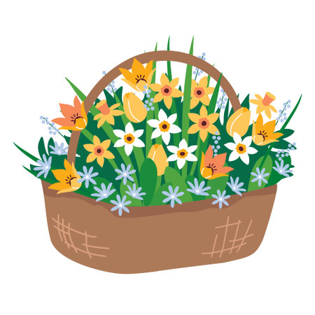 A wicker basket with a bouquet of spring flowers. A bouquet of daffodils, tulips and primroses in a large basket. Illustrated vector clipart.のイラスト素材