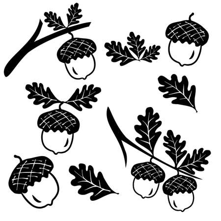Set oak branches with leaves and acorns, black silhouettes on white background. Black white logo vector illustration.のイラスト素材
