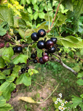 Close up of ripe blackcurrant berries hanging on a branch surrounded in a natural garden, organic, gardening, healthyの写真素材