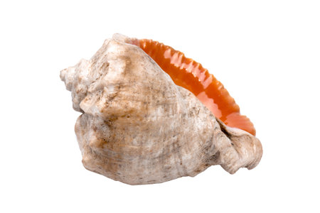 Colorful seashells from the beach or deep sea isolated on a white background. Can be used for...