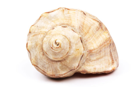 Colorful seashells from the beach or deep sea isolated on a white background. Can be used for...