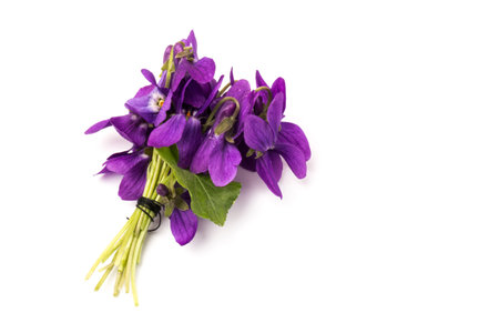 Herbaceous perennial plant - Viola odorata (wood violet, sweet violet, english violet, garden viole). Spring purple flowers of violets close upの写真素材