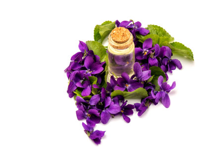 Wood Violet (Viola Odorata) flowers with a cone for essential oil, isolated on white background in close-up. Place for text.の写真素材