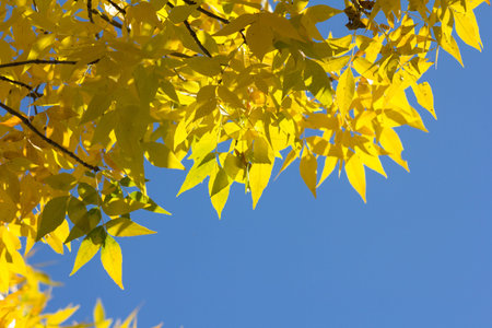 Season of beautiful autumn leaves. landscape with bright yellow leaves against a blue sky....