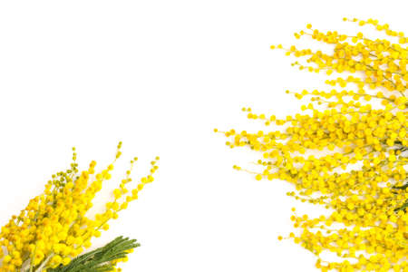 spring Mimosa flowers on white background, concept of spring season. symbol of 8 March, happy women's dayの写真素材
