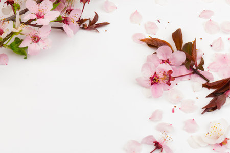 Beautiful Pink Cherry or Cherry Blossom isolated on white background