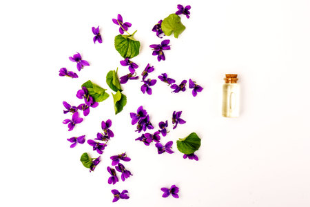 Wood Violet (Viola Odorata) flowers with a cone for essential oil, isolated on white background in close-up. Place for text.の写真素材
