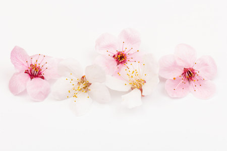 Beautiful Pink Cherry or Cherry Blossom isolated on white backgroundの写真素材
