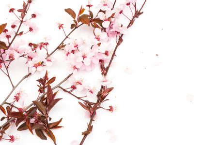 Beautiful Pink Cherry or Cherry Blossom isolated on white backgroundの写真素材