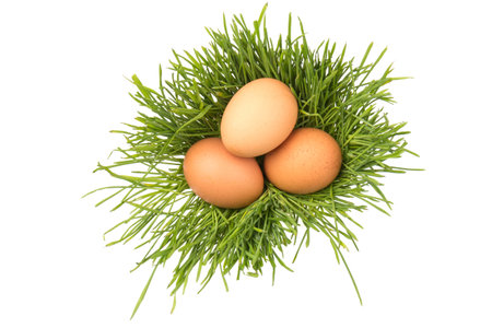 Brown chicken eggs on green grass, isolated on white background. Close-up. Easter concept, space for text.の写真素材