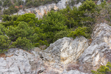 View of a beautiful colorful huge rock cliff with pine treesの写真素材