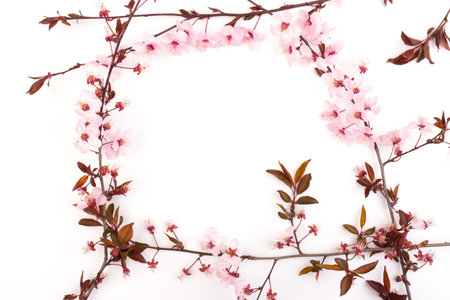Beautiful Pink Cherry or Cherry Blossom isolated on white background