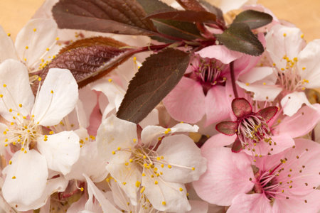 Beautiful Pink Cherry or Cherry Blossom isolated on wooden backgroundの写真素材