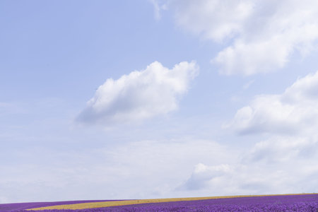 Beautiful lavender fields on a sunny day. lavender blooming scented flowers.