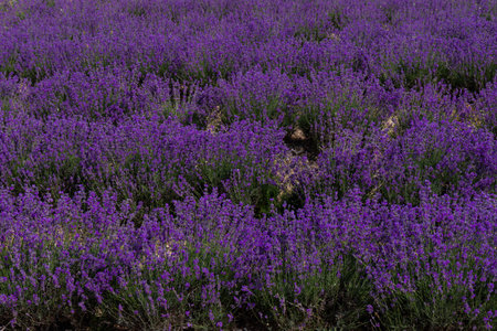 Beautiful lavender fields on a sunny day. lavender blooming scented flowers.の写真素材