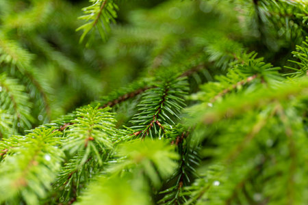 Young spruce needles in bright green color with water drops after spring rain. Branch of fir tree...