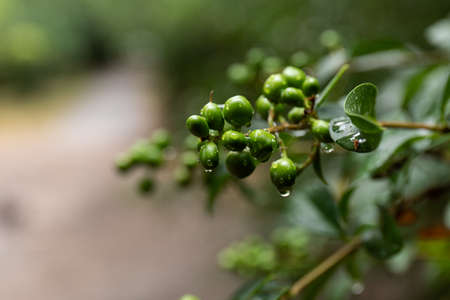 Green leaf with water drops, macro, nature backgroundの写真素材