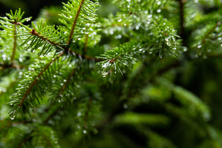 Young spruce needles in bright green color with water drops after spring rain. Branch of fir tree...