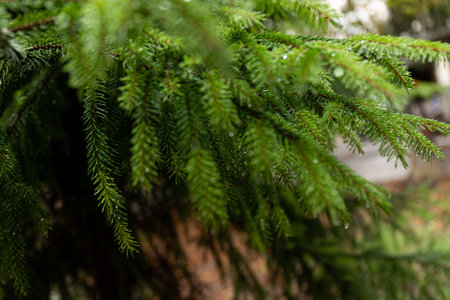 Young spruce needles in bright green color with water drops after spring rain. Branch of fir tree...