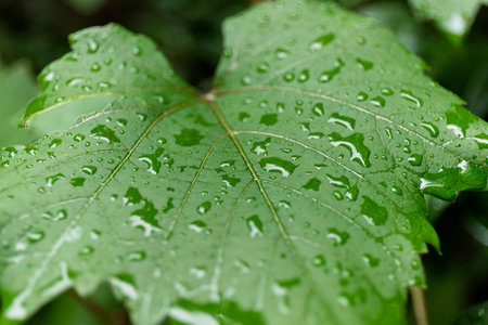 Green leaf with water drops, macro, nature background