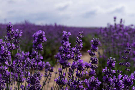Beautiful lavender fields on a sunny day. lavender blooming scented flowers.の写真素材