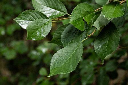 Green leaf with water drops, macro, nature background