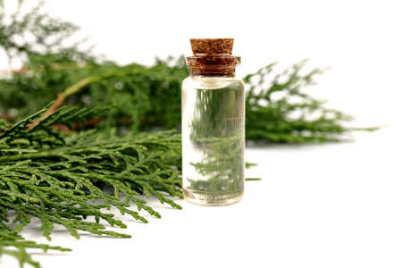 Cypress essential oil. Cypress oil on glass bottle for beauty, skin care, wellness. Alternative medicineの写真素材