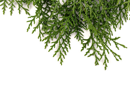 Green twig of thuja the cypress family on white background. The Christmas, winter, new year concept. Place for textの写真素材