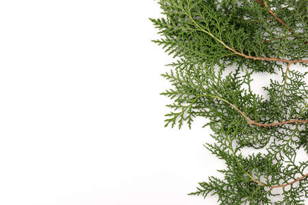 Green twig of thuja the cypress family on white background. The Christmas, winter, new year concept. Place for textの写真素材