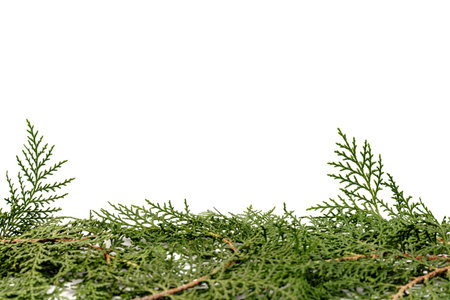 Green twig of thuja the cypress family on white background. The Christmas, winter, new year concept. Place for textの写真素材