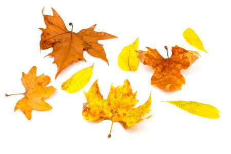 Autumn leaf in close-up on white. Background. Copy space.
