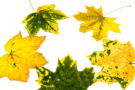 Autumn leaf in close-up on white. Background. Copy space.の写真素材