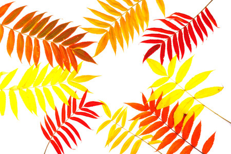 Autumn colors of the Rhus typhina (Staghorn sumac, Anacardiaceae). Red, orange, yellow and green...