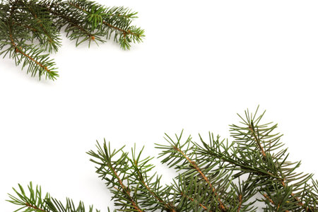Beautiful spruce branches, isolated on white background; green Christmas tree twigs.