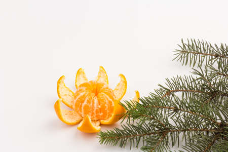 fir tree branches with tangerines. new year and Christmas backgroundの写真素材