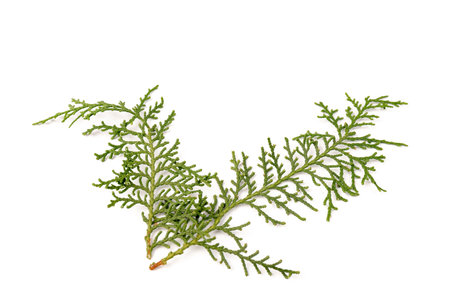 Green twig of thuja the cypress family on white background. The Christmas, winter, new year concept....