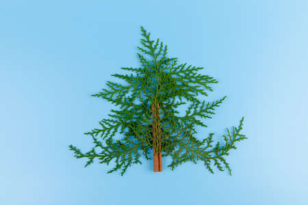 Green twig of thuja the cypress family on blue background. The Christmas, winter, new year concept. Place for textの写真素材