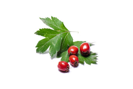 Ripe berries haws, (also called thornapple, May-tree, whitethorn, or hawberry) (Crataegus monogyna) berries in Autumn.の写真素材