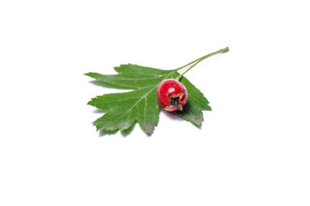 Ripe berries haws, (also called thornapple, May-tree, whitethorn, or hawberry) (Crataegus monogyna) berries in Autumn.の写真素材